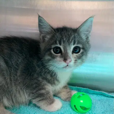 Sassy - Domestic Short Hair