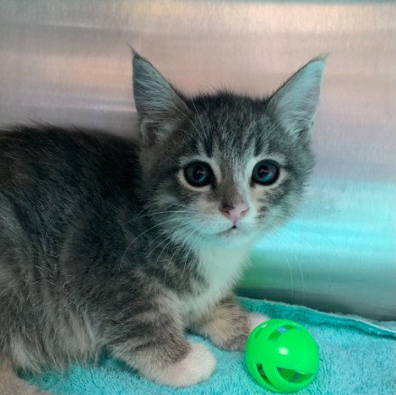 SASSY, a cat for adoption from Friends of the Alameda Animal Shelter