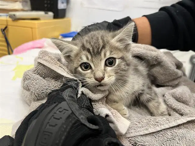 Marshmallow - Domestic Short Hair