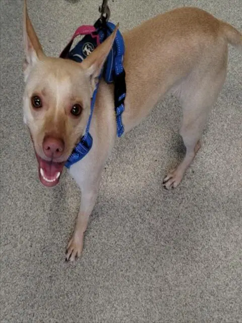 Mr Mango - Chihuahua