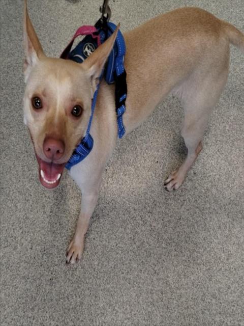 MR MANGO, a dog for adoption from Friends of the Alameda Animal Shelter