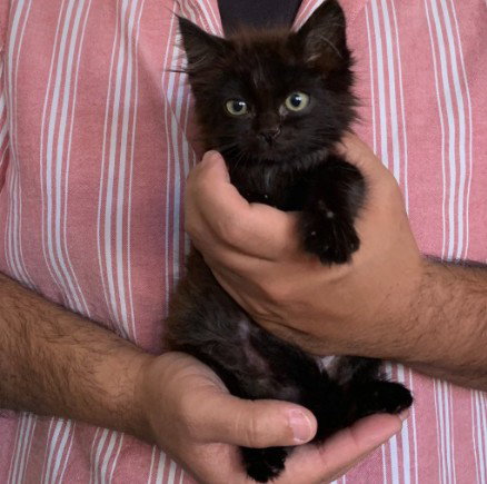 LEO, a cat for adoption from Friends of the Alameda Animal Shelter