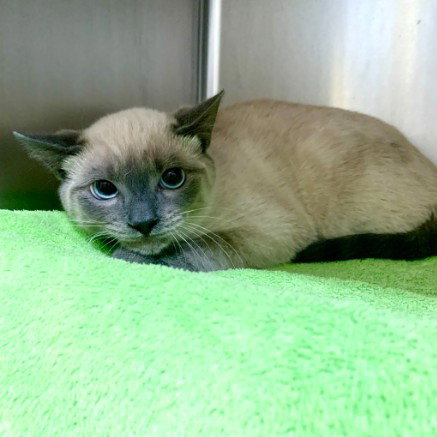SUNNY, a cat for adoption from Friends of the Alameda Animal Shelter