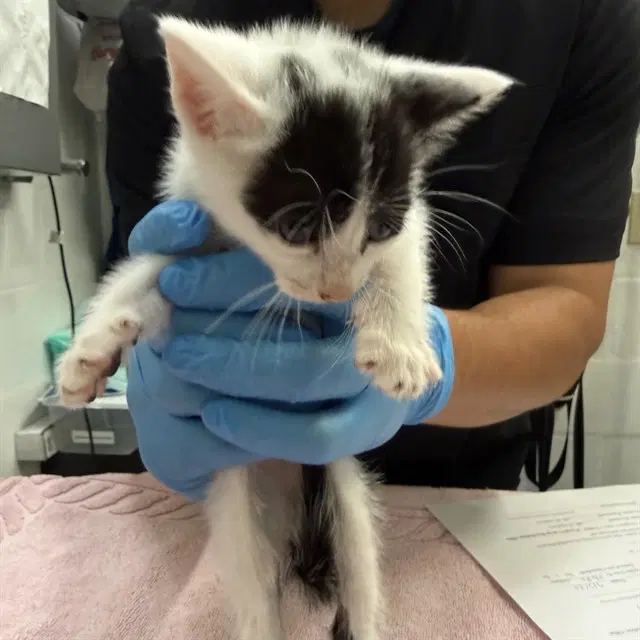 Bandit - Domestic Short Hair