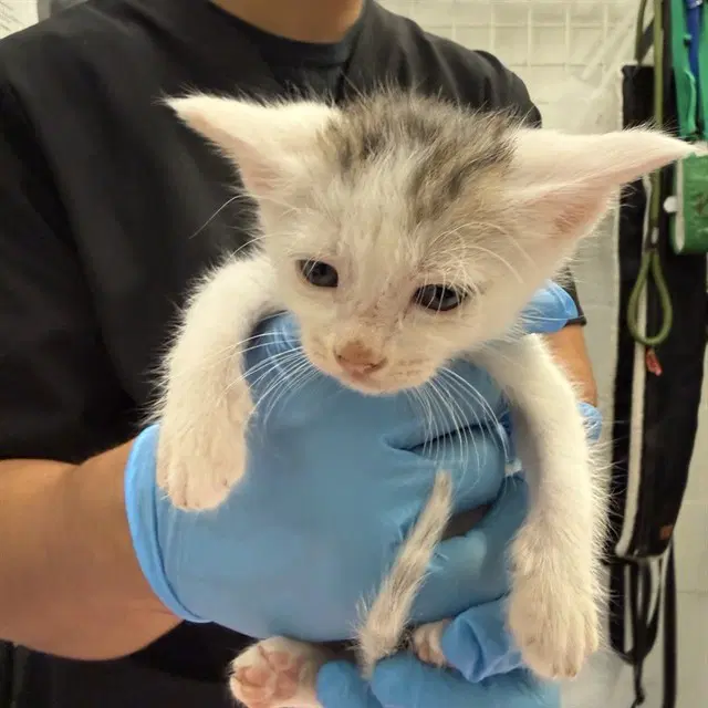 Billy - Domestic Short Hair