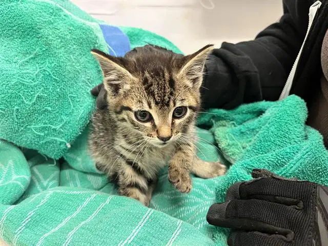 Chocolate - Domestic Short Hair