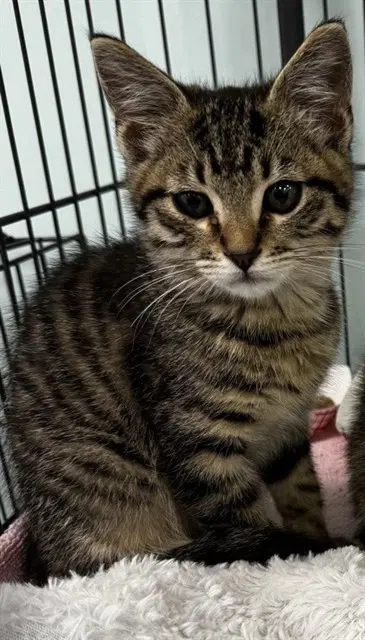 Chocolate - Domestic Short Hair