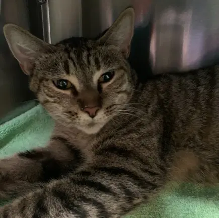 Ruby - Domestic Short Hair