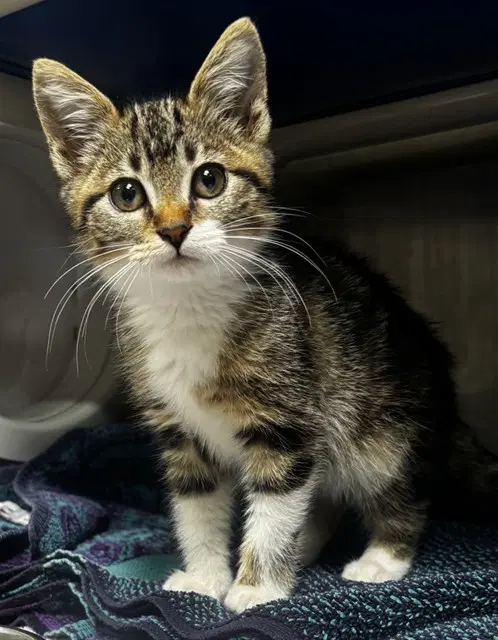 Mouse - Domestic Short Hair
