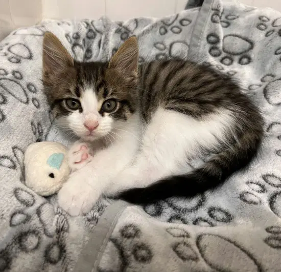 Zane - Domestic Medium Hair