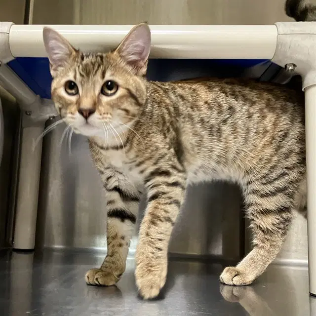 Unknown - Domestic Medium Hair
