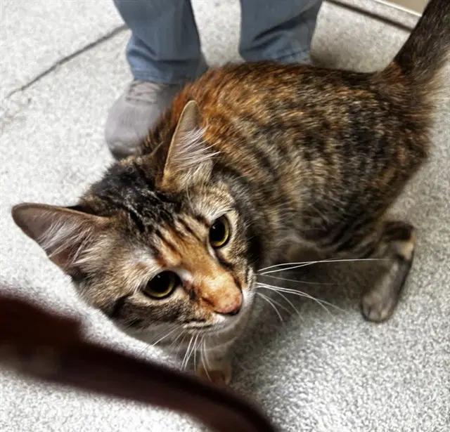 Unknown - Domestic Medium Hair