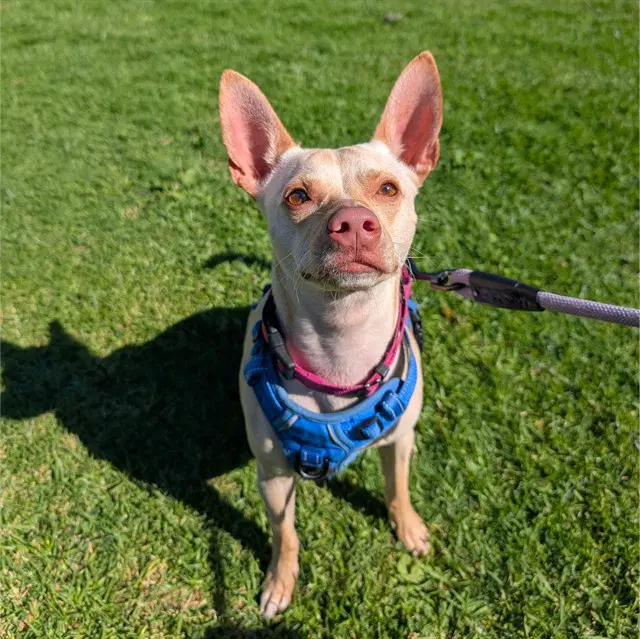 Mr Mango - Chihuahua