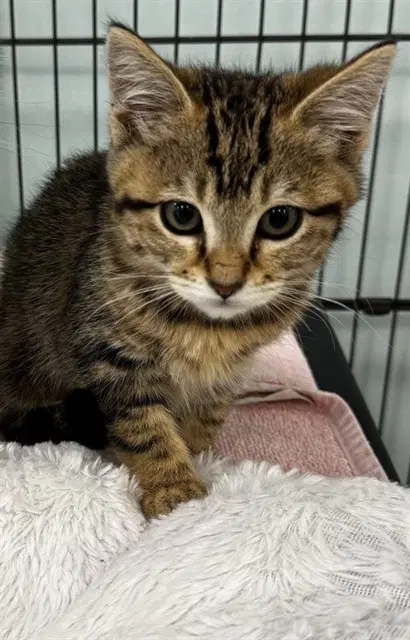 Graham Cracker - Domestic Short Hair