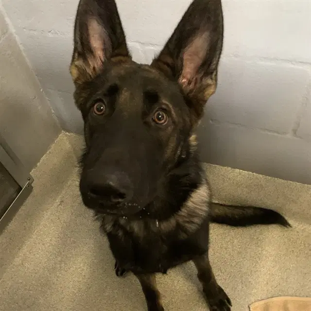 Will - German Shepherd Dog