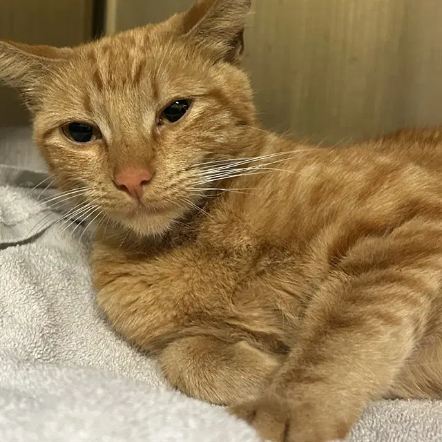 Juju - Domestic Short Hair