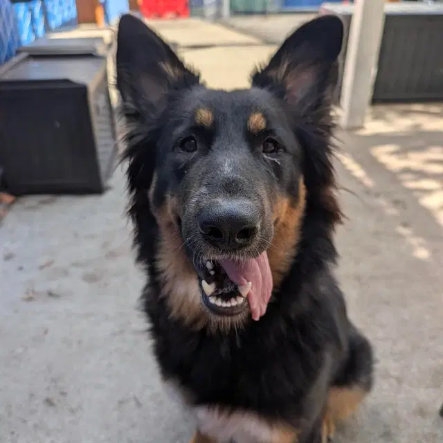 River - German Shepherd Dog