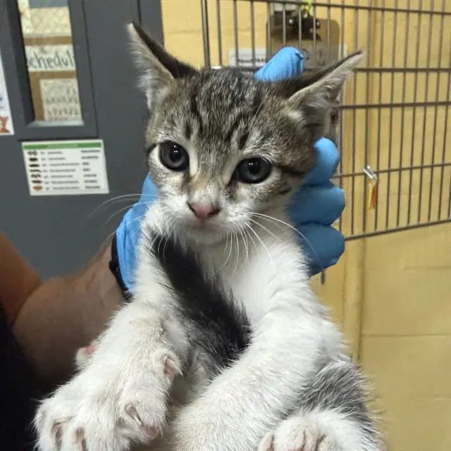Trouble - Domestic Short Hair