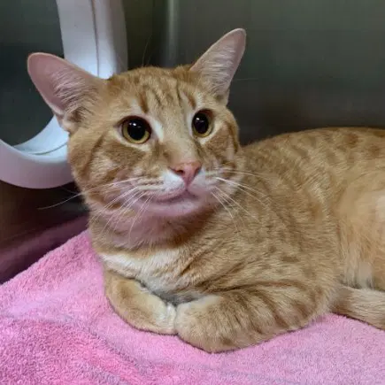 Ginger Baker - Domestic Medium Hair