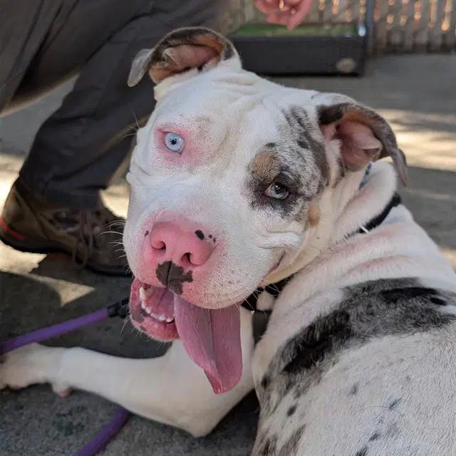 Pinkie - Pit Bull Terrier