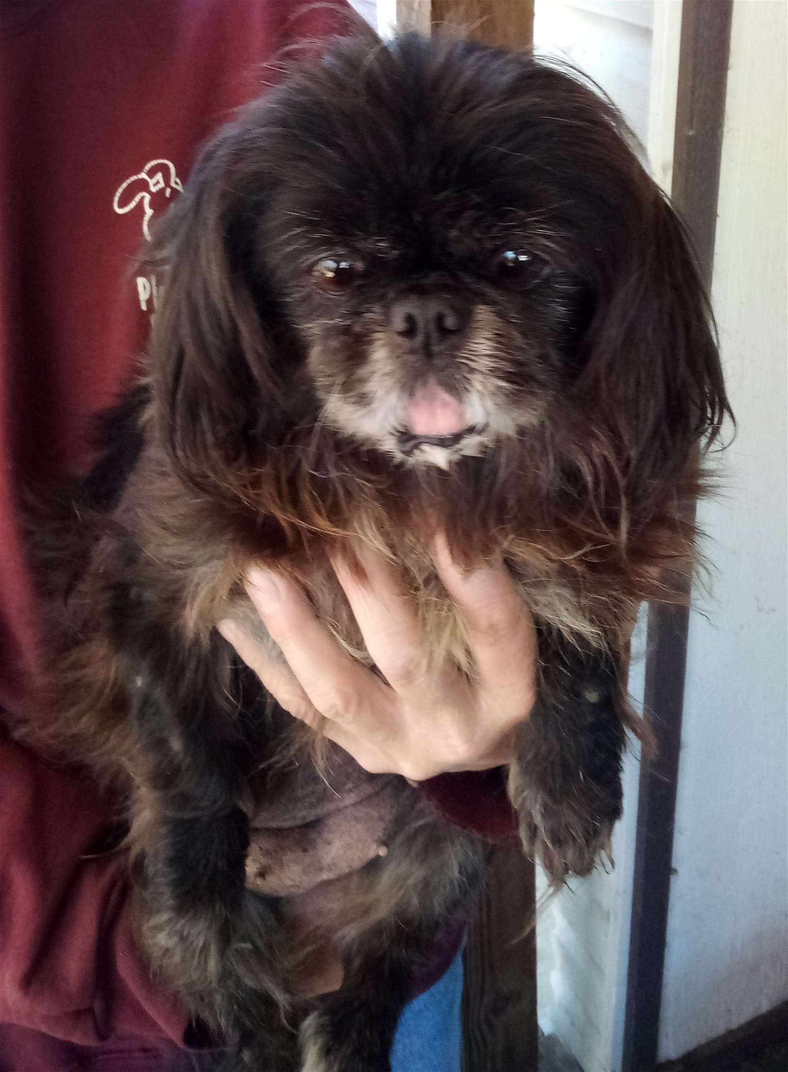 adoptable Dog in Oakdale, TN named Nina
