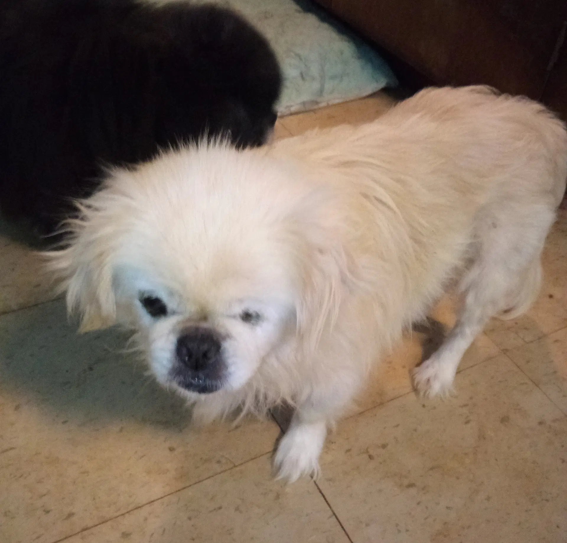 Mollly - Pekingese