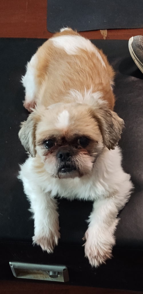picture of the dog needing adoption