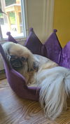 adoptable Dog in  named Hachi