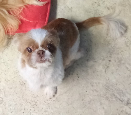 picture of the dog needing adoption