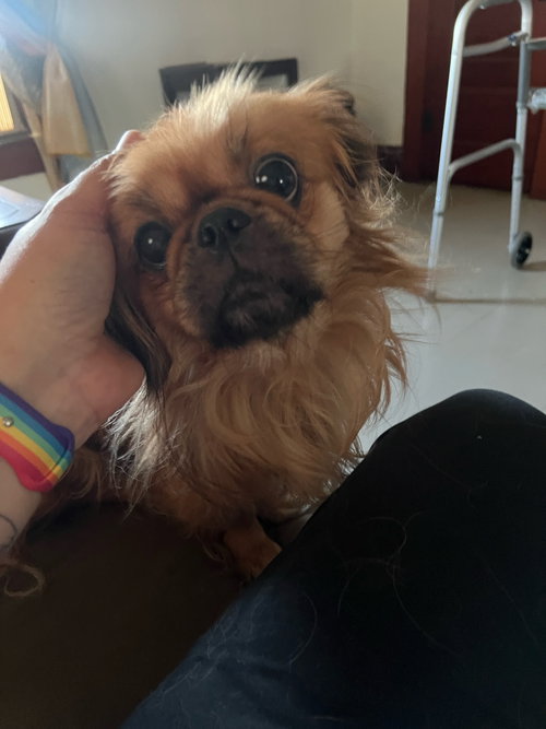 picture of the dog needing adoption