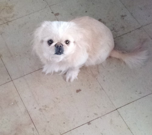 picture of the dog needing adoption