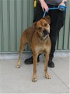 adoptable Dog in louisville, , KY named CAMPER