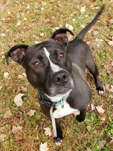 adoptable Dog in Louisville, KY named PAGENINETYNINE