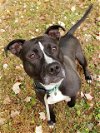 adoptable Dog in louisville, KY named PAGENINETYNINE