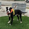 adoptable Dog in , KY named VELCRO