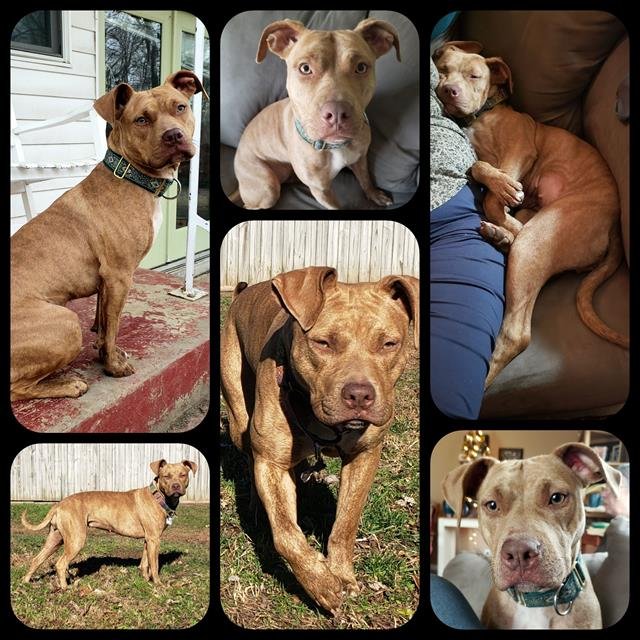 adoptable Dog in Louisville, KY named SOPHIE