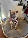 adoptable Dog in louisville, KY named MAHOGANY COCONUT