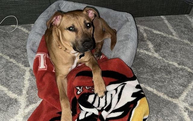 adoptable Dog in Louisville, KY named TART