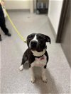 adoptable Dog in louisville, KY named GOODBYE EARL