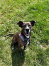 adoptable Dog in , KY named TREATBOX
