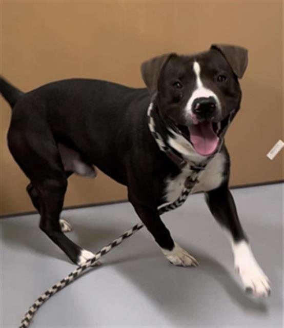 adoptable Dog in Louisville, KY named CONVERSE