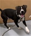 adoptable Dog in  named CONVERSE
