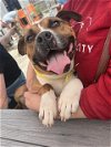 adoptable Dog in louisville, KY named LEPRECHAUN