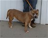 adoptable Dog in louisville, KY named MERROW