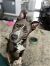 adoptable Dog in louisville, KY named POOKA