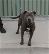 adoptable Dog in louisville, ky, KY named CHRISTI GEORGE