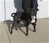 adoptable Dog in loui, KY named CONFETTI CANNON