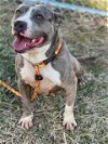 adoptable Dog in louisville, KY named MISSY