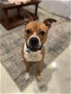adoptable Dog in louisville, , KY named CHATTAHOOCHEE