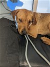 adoptable Dog in louisville, KY named VIENNA